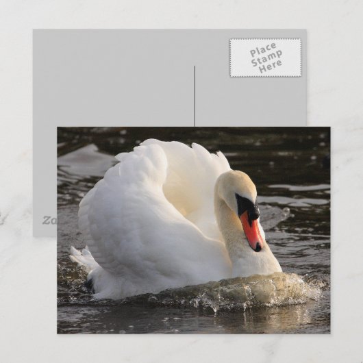 Busking Swan Postkarte (Vorne/Hinten)