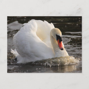 Busking Swan Postkarte