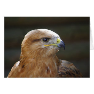 Bussard