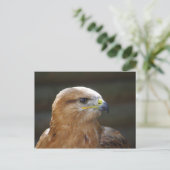Bussard Postkarte (Stehend Vorderseite)