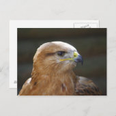 Bussard Postkarte (Vorne/Hinten)