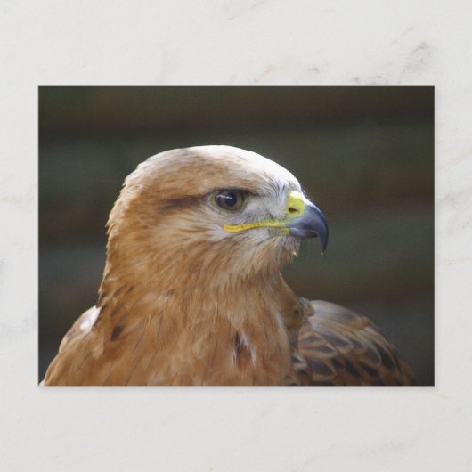 Bussard Postkarte (Vorderseite)