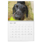 Buster der Dackel Kalender (Mär 2027)