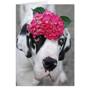 Buster Deutsche Dogge