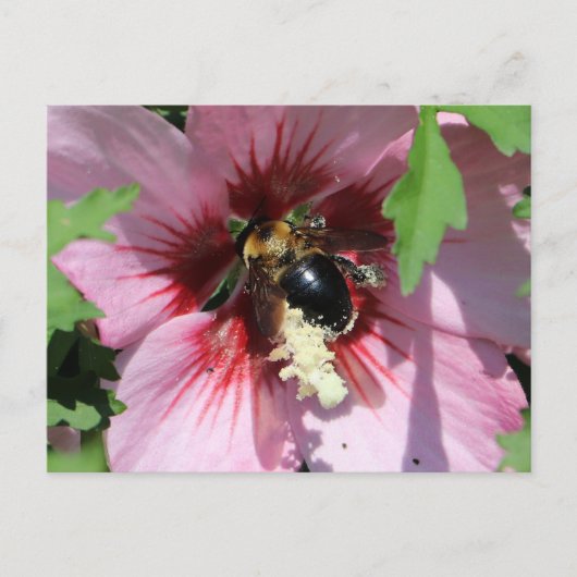 Busy Be Collection Pollen in a Hibiscus Postkarte (Vorderseite)