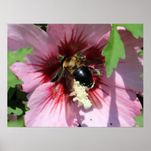 Busy Be Kollektion Pollen in einer Hibiskusblüte Poster