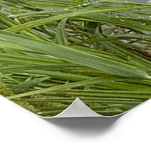 Busy Beaver Poster (Ecke)