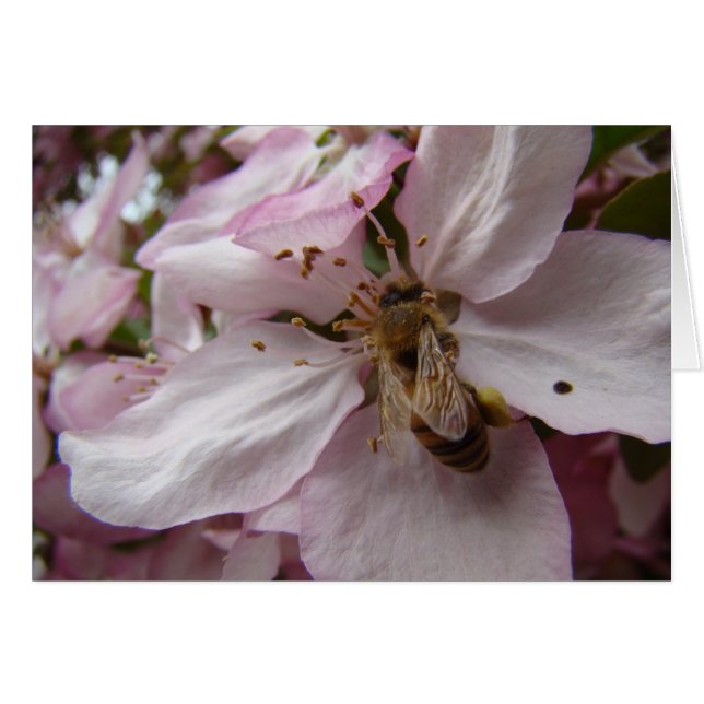 Busy Bee (Vorderseite (Horizontal))