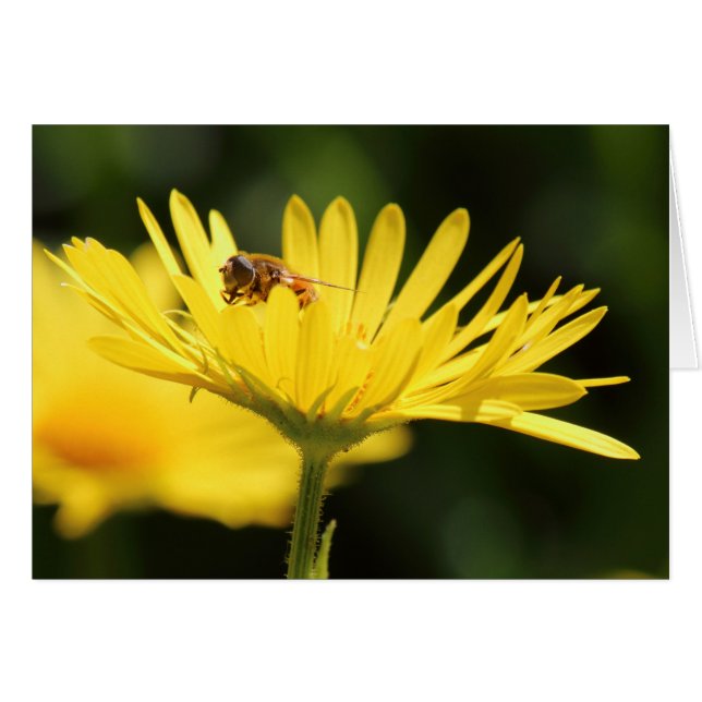 Busy Bee (Vorderseite (Horizontal))