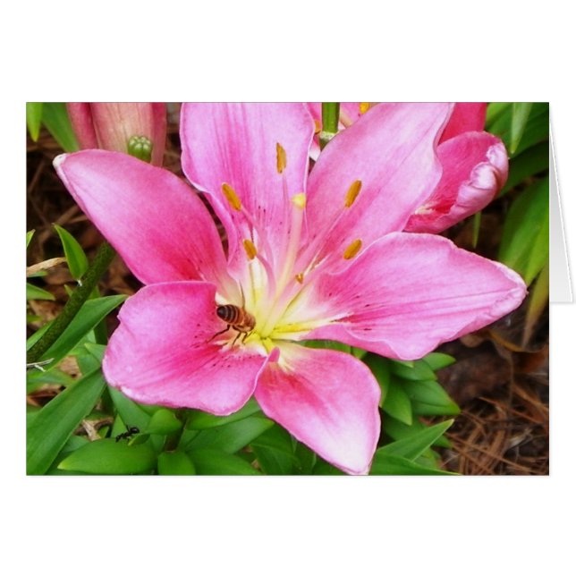 Busy Bee (Vorderseite (Horizontal))