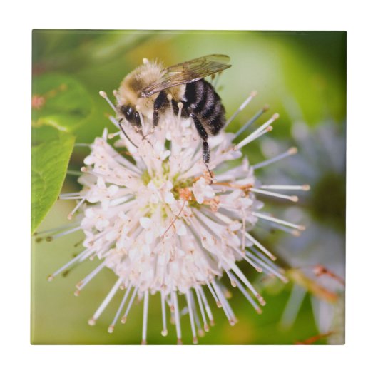 Busy Bee Fliese (Vorderseite)