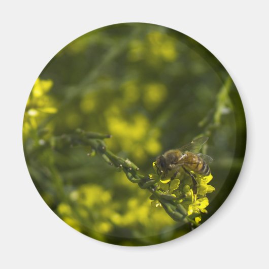 Busy Bee Magnet (Vorne)