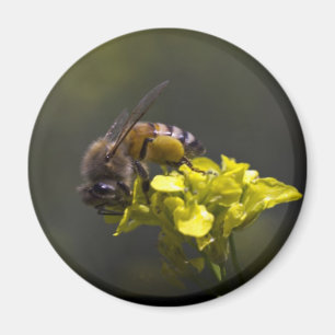 Busy Bee Magnet