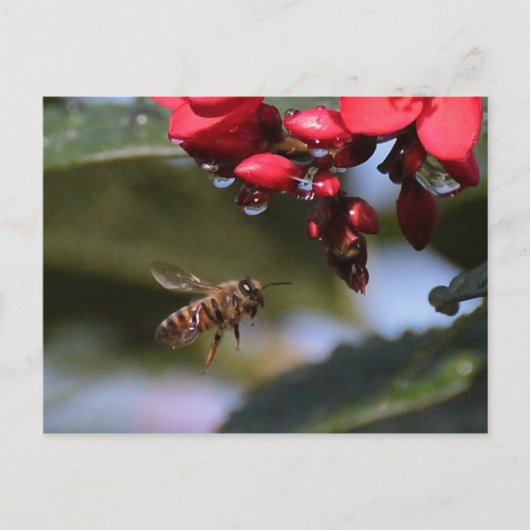 Busy Bee Postkarte (Vorderseite)