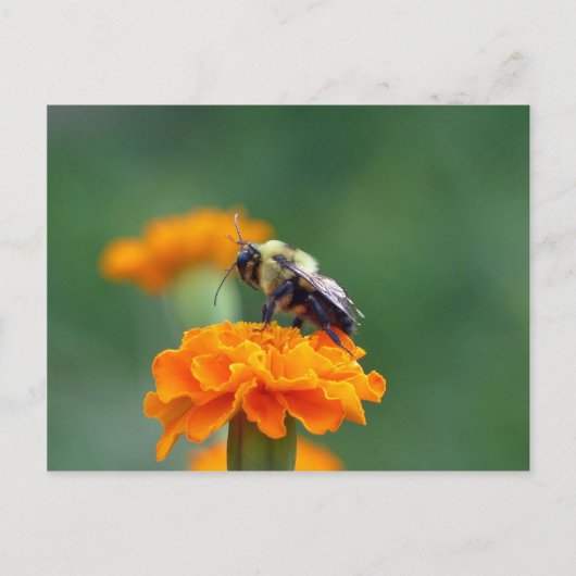 Busy Bee Postkarte (Vorderseite)