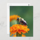 Busy Bee Postkarte (Vorne/Hinten)