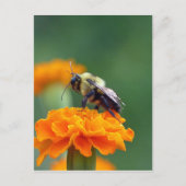 Busy Bee Postkarte (Vorderseite)