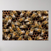 Busy Bees Poster (Vorne)