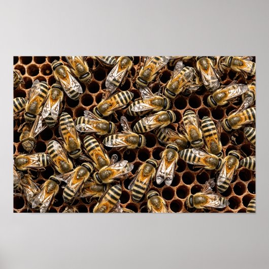 Busy Bees Poster (Vorne)