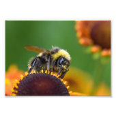 Busy Bumble Bee Fotodruck (Vorne)
