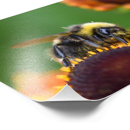 Busy Bumble Bee Fotodruck (Ecke)