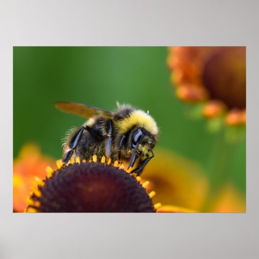 Busy Bumble Bee Poster (Vorne)