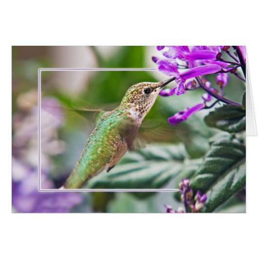 Busy Hummingbird (Vorderseite (Horizontal))