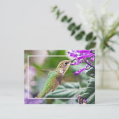Busy Hummingbird Postkarte (Stehend Vorderseite)