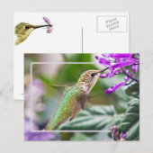 Busy Hummingbird Postkarte (Vorne/Hinten)