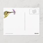 Busy Hummingbird Postkarte (Rückseite)