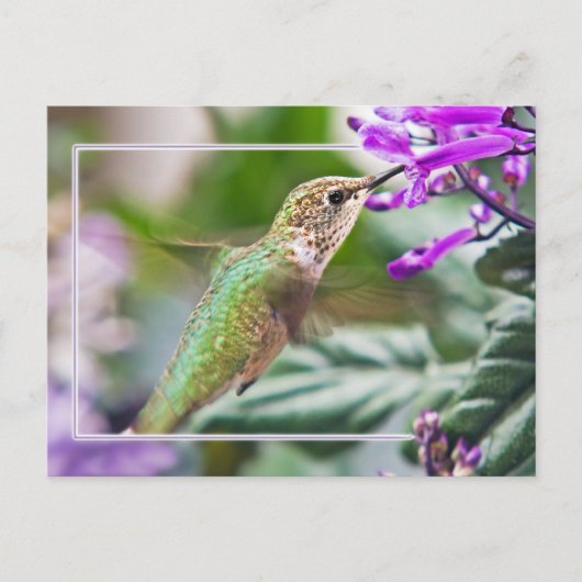 Busy Hummingbird Postkarte (Vorderseite)