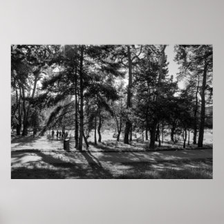Bute Park an einem Sommernachmittag. Cardiff, Wale Poster