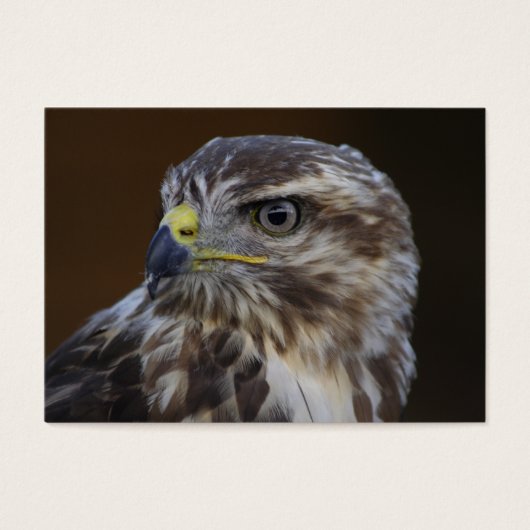 Buteo buteo (Vorderseite)