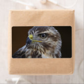 Buteo buteo (Insitu)