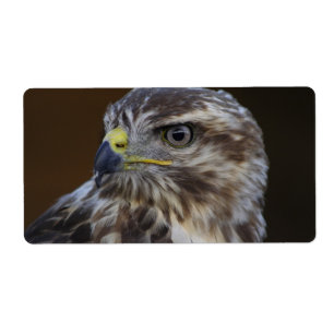 Buteo buteo