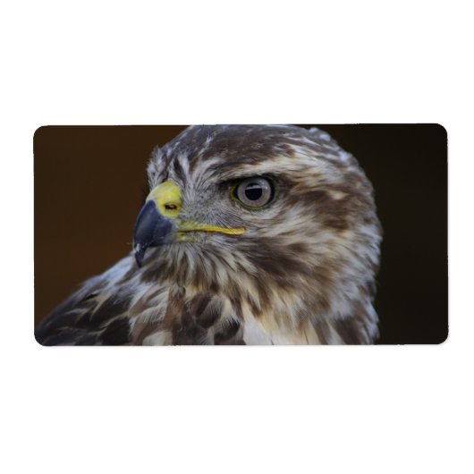 Buteo buteo (Vorne)
