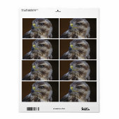 Buteo buteo (Vorne)