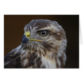 Buteo buteo (Vorderseite (Horizontal))