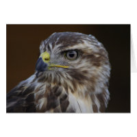 Buteo buteo