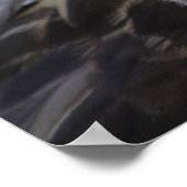 Buteo buteo poster (Ecke)