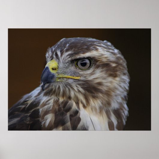 Buteo buteo poster (Vorne)