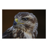 Buteo buteo poster (Vorderseite)