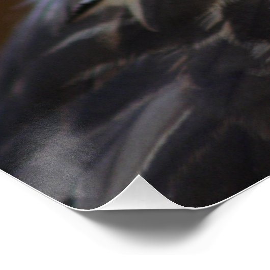 Buteo buteo poster (Ecke)