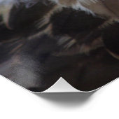 Buteo buteo poster (Ecke)