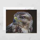 Buteo buteo postkarte (Vorne/Hinten)