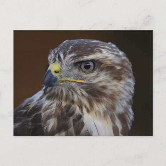Buteo buteo postkarte (Vorderseite)