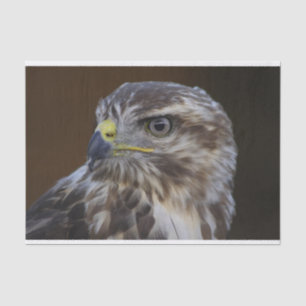 Buteo buteo seidenpapier