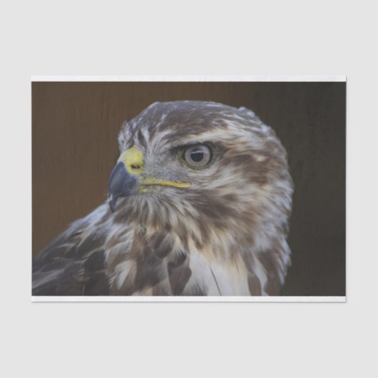 Buteo buteo seidenpapier (Vorderseite)