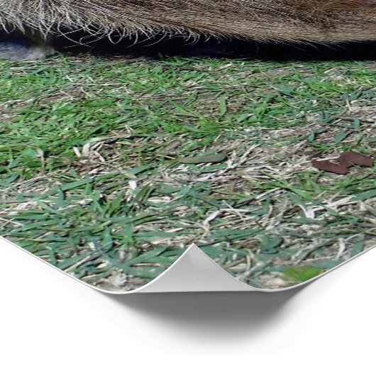 Butte der Capybara-2 Poster (Ecke)