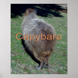 Butte der Capybara-2 Poster